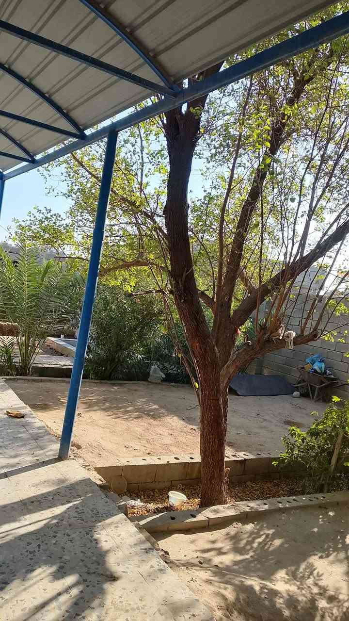 بيت للبيع في شارع المكصب قرب سنتر الروان 
مساحة 600م   مساحة البناء ٢٥٠  يحتوي على ثلاثة غرف و صالتين و ديوان ٨×٤    للإستفسار ***********
