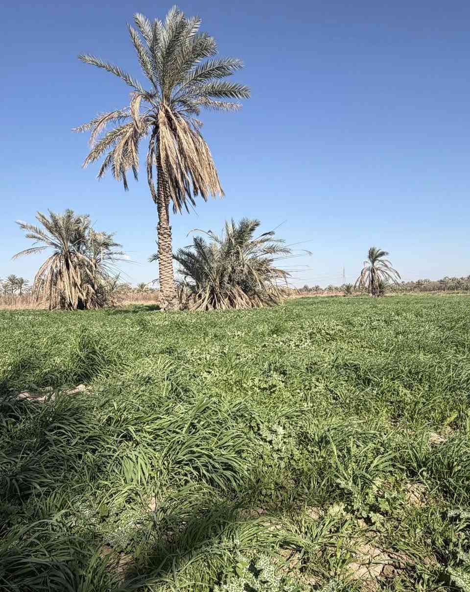 السلام عليكم بغداد الراشدية اثنين دوانم وانص  السعر الدونم واحد سعرها 65بية مجال
واجها 25نزال 250

سند25طابو 

سندد25حق التصرف افتح بيان واحول ابسمك 

ماي ساله ماي سكي واكهرباء 

الاستفسار ***********

— في ‏بساتين الراشديه‏.
