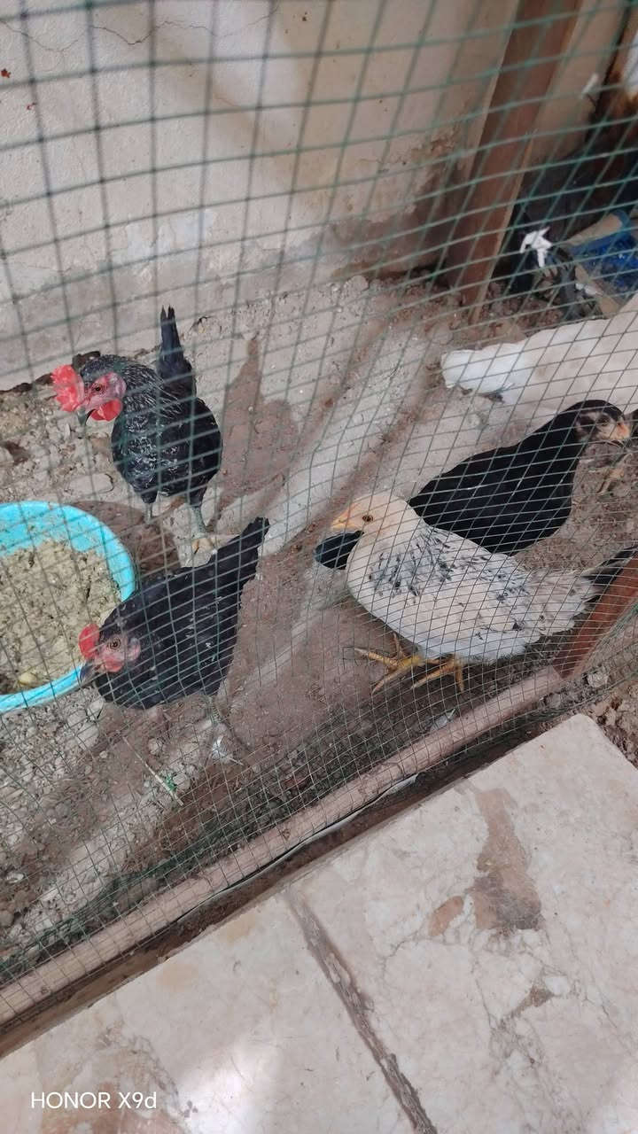 للبيع فراريج 6 حلوات 3 ديوجه 3 دجاجات السعر 42 ألف


**إذا كنت صاحب هذا الإعلان وتريد حذفه لأي سبب، رجاءا أرسل رسالة إلى الدعم الفني**
