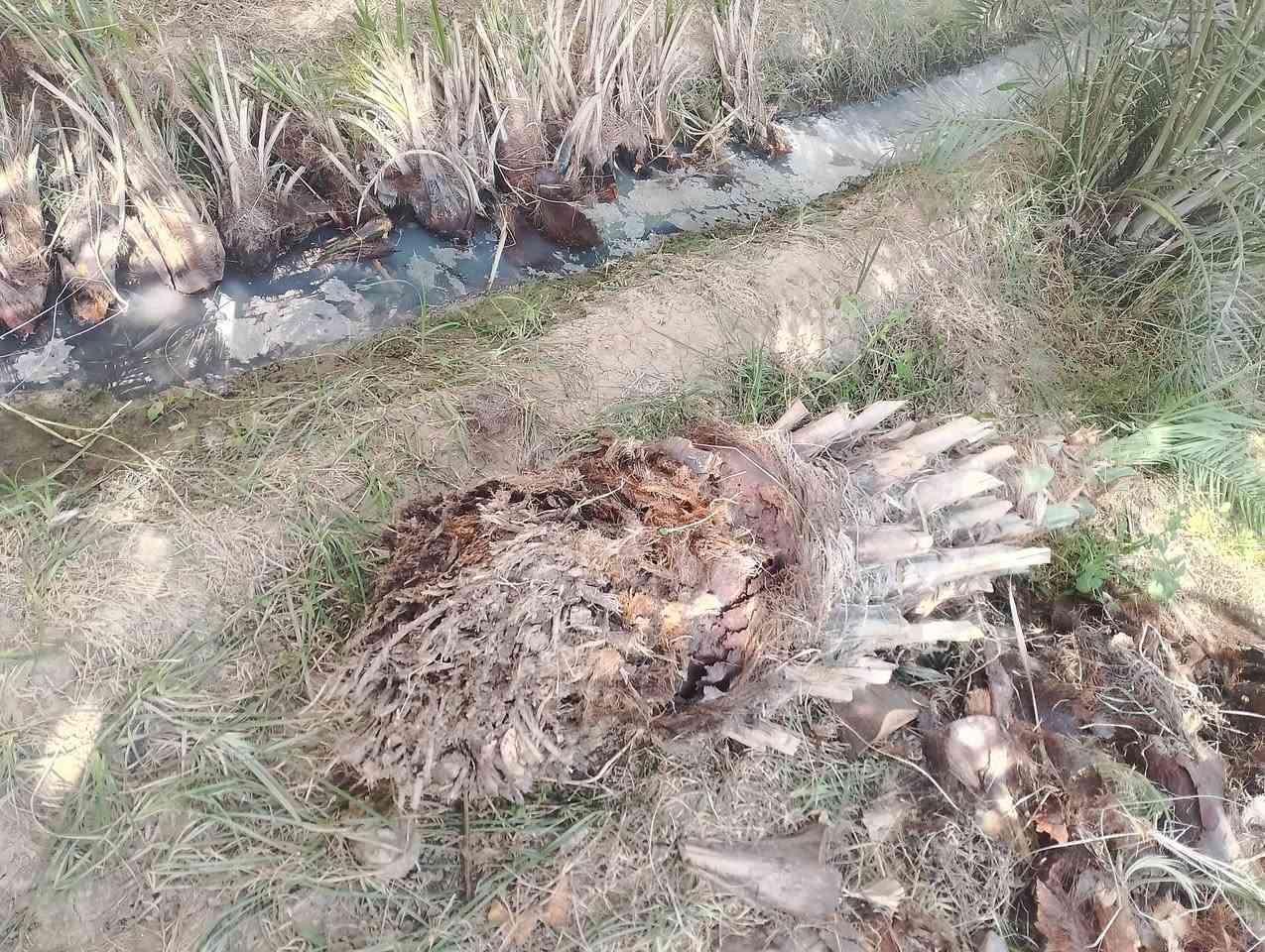 افراخ استعمران العدد 17 صغار وكبار هاي امهن بالصور شلعناها هم للبيع سعر الافراخ واحد بالفين
رقمي 
***********
