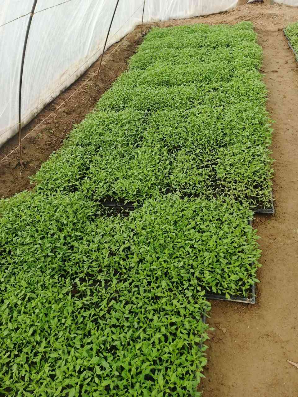 توجد طماطه دايه النوع الرند العرموطيه الشراي الاتصال *********** المكان منطقة  العجيليه قرب النحالات..
