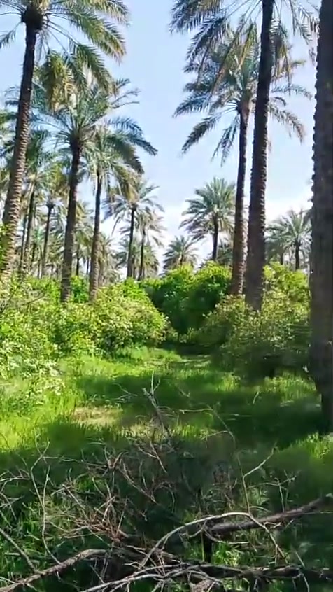 سلام عليكم دونمين بستان سند 25في منطقة البعبدو شارع فرعي قريب عل سدة تحويل مباشر بسم المشتري هاتف***********
***********
