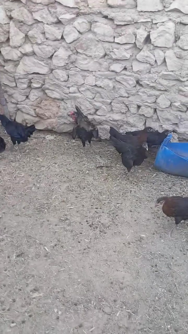 متاح فراريج عل وجه بيض العد 6 ويج سعر شلع ب85 المكان حديثه بني داهر


**إذا كنت صاحب هذا الإعلان وتريد حذفه لأي سبب، رجاءا أرسل رسالة إلى الدعم الفني**