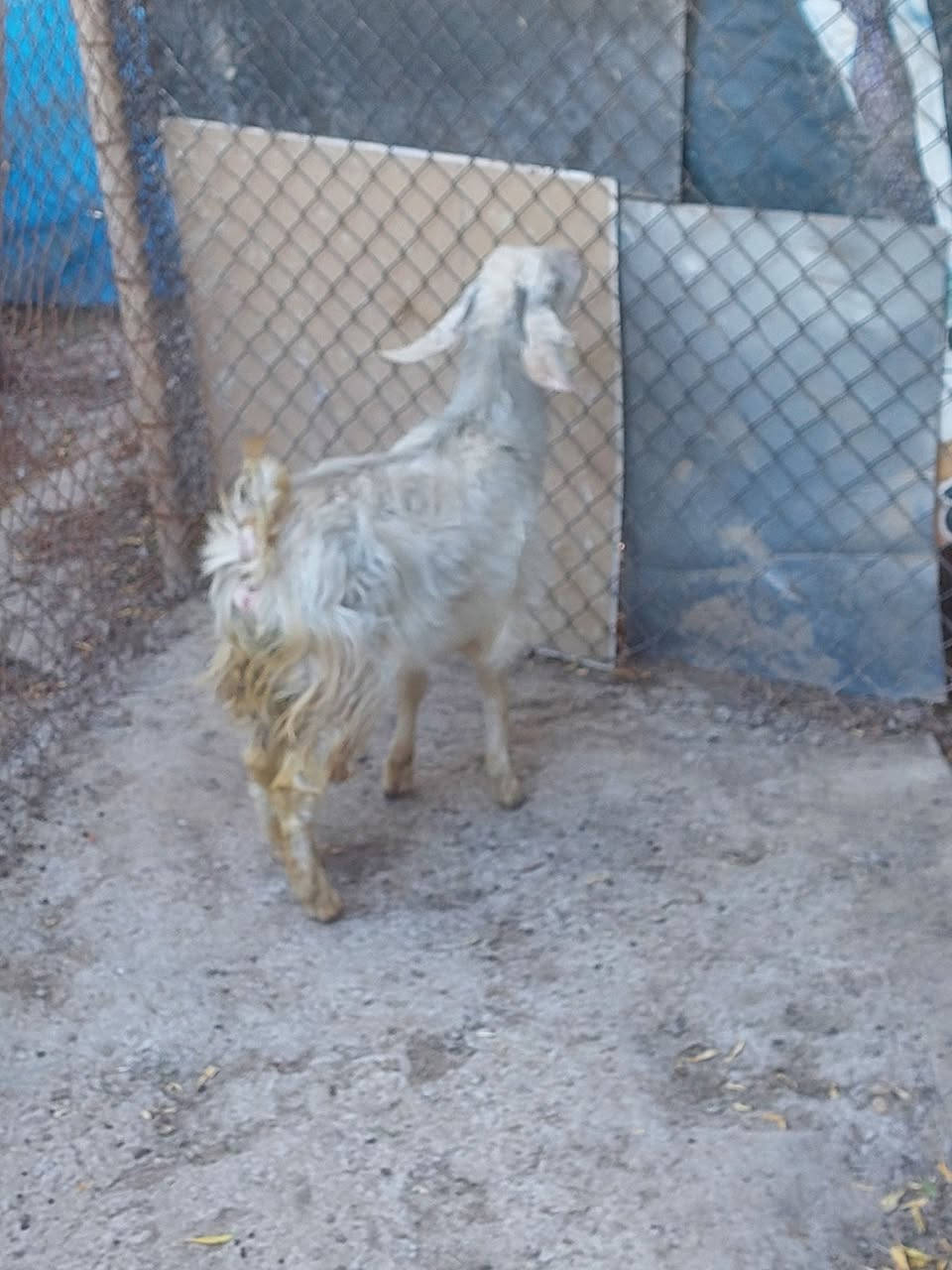 سلام عليكم يوجد صخله للبيع سعر  160وبيه ماجل قليل للستفسار اتصل عل رقم الهاتف *********** العنوان تكريت قرب مجلس المحافضه القديم
