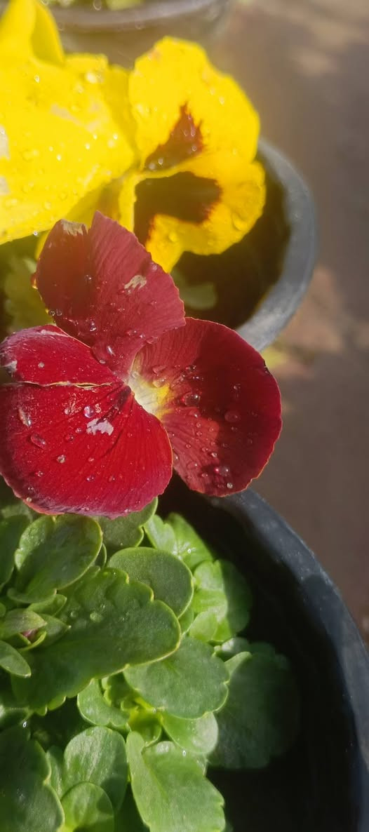 صباح الخير
تم وصول وجبه جديده من الموسمات السعر 3 ب 2000
العنوان مشتل كوت فلكت الحاوي قرب مجمع دمشق الطبي مقابل مدرسه التعليم الاساسي مشتل سماء الكوت 
خدمة توصيل داخل كوت


**إذا كنت صاحب هذا الإعلان وتريد حذفه لأي سبب، رجاءا أرسل رسالة إلى الدعم الفني**