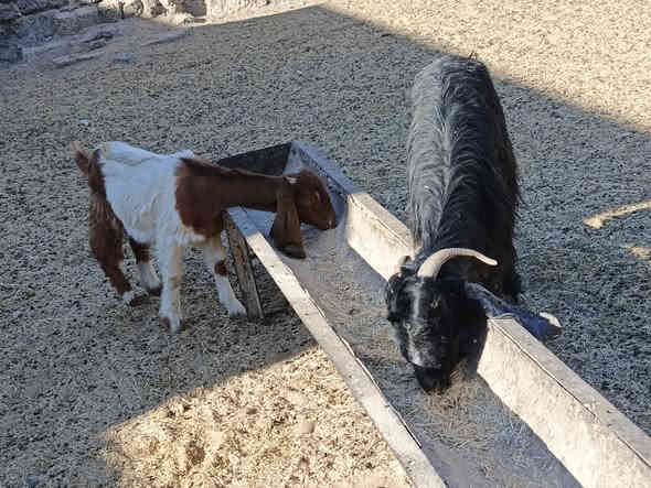 يوجد عنز عشره وصخله مالات جنيه شرط نصاحه السعر 250 زوج 🔥المكان بيجي حي العصري رقم الهاتف ‏‪***********‬‏
