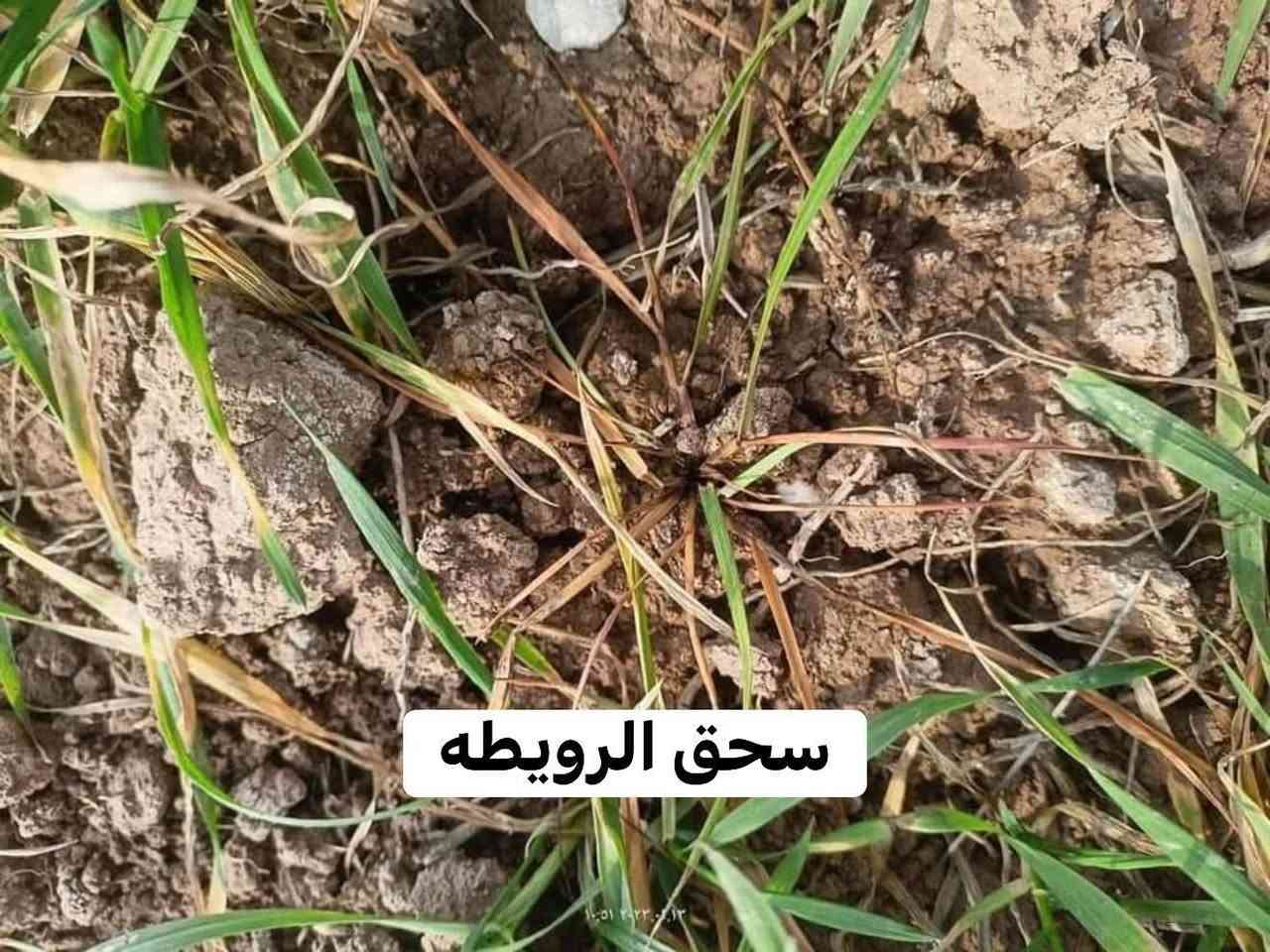 #نافيكاتور✔️

نتائج استخدام.........#نافيكاتور 

 ....نافيكاتور سلاحك الفعال ضد الرويطة .فهو يكافح الادغال الرفيعة والعريضه المستعصية على محصول الحنطة .

المنطقة. قضاء الحويجة 

***********
***********

توصيل 🚚 لكل مناطق العراق 🇮🇶
