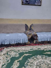 تخم عشر نفرات للبيع السعر ١٧٠ وبي مجال قليل نظيف هذا رقم بي وتساب ٠٧٨٠...