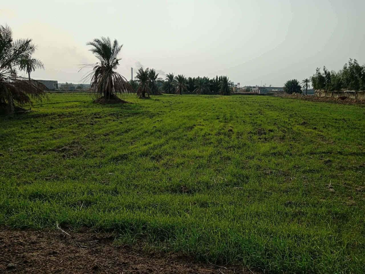 دوانم طابو زراعي سند 25 
المكان كوفه منطقه البراكيه قرب منطقه الكم
متوفره كافه الخدمات 
الارض مزروعه حنطه سعر الدونم ب38 وبي مجال
 الشراي يتصل 

للاتصال ***********
***********
