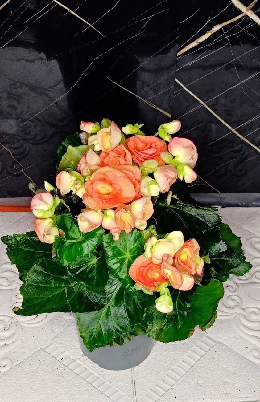 #$@
💥💥🦋🌹 وصل وصل رجعنا الربيع ماشاء الله ماشاء الله 🫵🥰 بنباتات حلوة و جميلة 🪴
🍂 وصل وجبة جديدة من النباتات هولندية 💥
🌹 الحمدلله تبدأ موسم تزهير و نمو نباتات أنشأ الله 🥀🥀🍂🍂 
🦋نبدا مع نباتات جديدة و اشياء جميلة و جديدة أنشأ الله 🦋
🍒 سارعو بالحجز اطلبوها 👈👈 وباقی علینا ....🤗🤗🤗🤗
يوجد توصيل لكل محافظات 👇 👇 👏
🌹🌹 ...😉😉😉😉
💥💥🦋🌹گەیشت گەیشت بەهارمان هێنایەوە ماشاء الله ماشاء الله 🫵🥰 بەگوڵی ناسک و جوان 🪴
🍂گەیشتنی باری تازەی هۆڵەندی 💥
🌹 الحمدلله لەئێستا دا کاتی گوڵ کردنی گوڵەکان و دەست کردن بەگەشەیە انشااللە 🥀🥀🍂🍂
🦋 بەگوڵی تازەو شتی تازەو جوان انشااللە 🦋
 🍒خێرا بکە و داوای بکە 👈👈ئەوەی تر بە ئێمە بسپێرە ....🤗🤗🤗🤗
گەیاندن هەیة بۆ هەموو شوێنێک 👇 👇 👏 
 🌹🌹🌹...😉😉😉

... بتمۆس 👇
... ئاسن    👇 حدید
...ئێن پی کەی 👇
                                                        NPK...
... بیرلایت
...بەردی بوڕکانی یان بەردی لیکا 👇
... حجر بركاني او حجر ليكا  👇
...قەترەی بامبۆ 👇 قطرة عصى موسى

...لصورة کل نباتات تانية ادخل الصفحة.....🫵🫵🫵🫵🫵
... بۆ وێنەی هەموو گوڵەکان بڕۆ ناو پەیجەکەمان ....🫵🫵🫵🫵
.....


**إذا كنت صاحب هذا الإعلان وتريد حذفه لأي سبب، رجاءا أرسل رسالة إلى الدعم الفني**