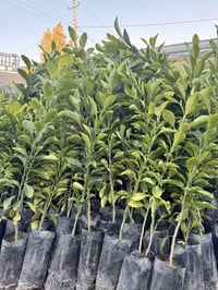 نارنج • مشتل نور الهدى • الانبار-حديثة