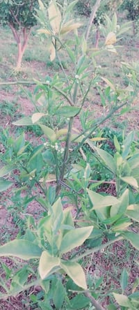 شتلات برتقال • ١٥٠-٢٥٠م • الفلوجه الشهابي