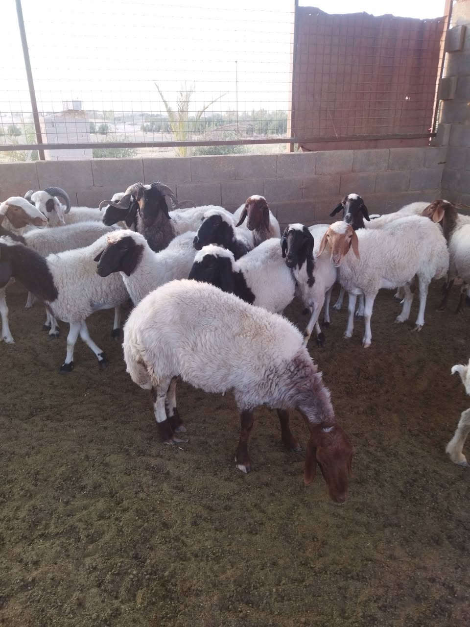 متاح نعاج العدد 18 وجبش للبيع اكثرهه ثنيه بيهن 3 شطور وبيهن 3كبار عمر ابيع نقد ماابيع بوعده مكاني عانه 
***********
***********
