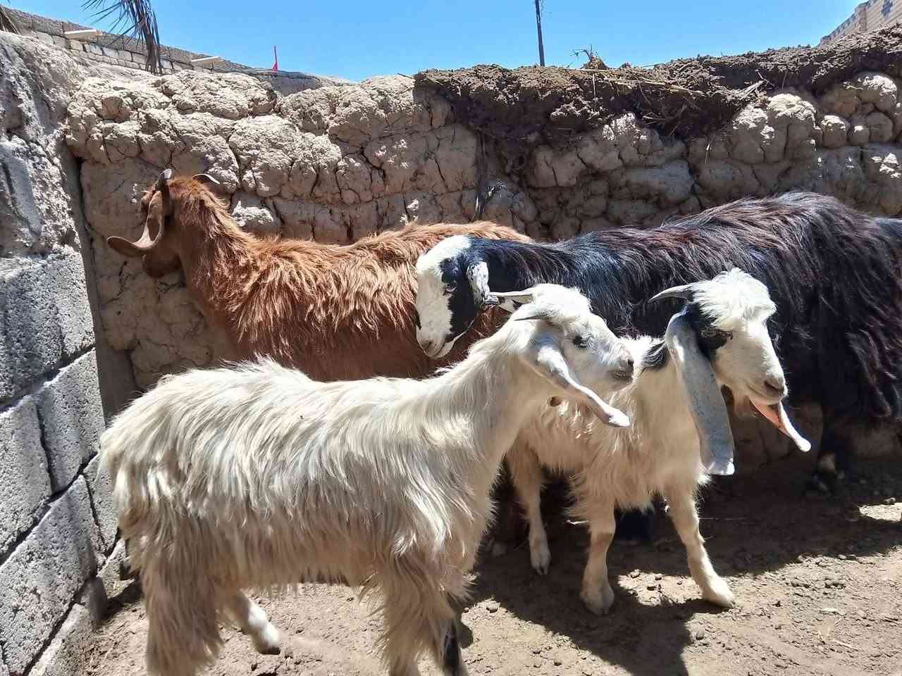 مشغول للبيع 4/2 فله اثنين نسائيه 
*********** رقم بي واتساب اللي يخابرني سعر خاص
