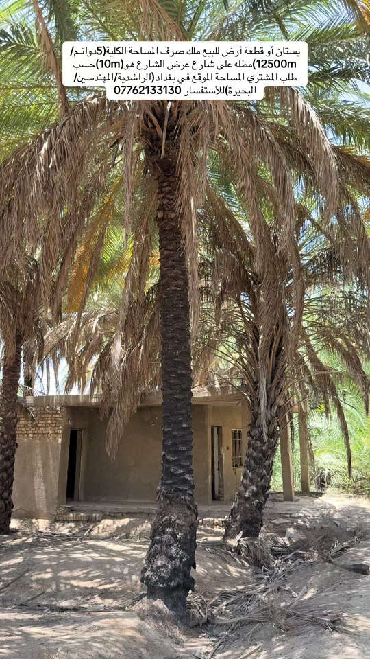 السلام عليكم👋للبيع بستان او قطعة أرض ملك صرف سند مستقل المساحة الكلية هي(5دوانم/12500m)تحويل مباشر بأسم المشتري ليس إقرار محكمة في دائرة التسجيل العقاري التحويل الواجهية(57m)والنزال (230m)بيها شارع جانبي عرض الشارع هو(10m)باقي التفاصيل داخل الفيديو الموقع بغداد(الراشدية/المهندسين/قرب البحيرة)للأستفسار *********** #جزيرة_بغداد_السياحية #viralvideo #tiktok #foryoupage #fyp 
