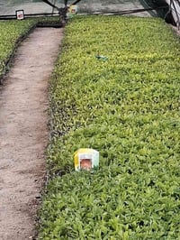 شتل للبيع صنف الابراهيمي بركات ام البنين للاستفسار 07735301533