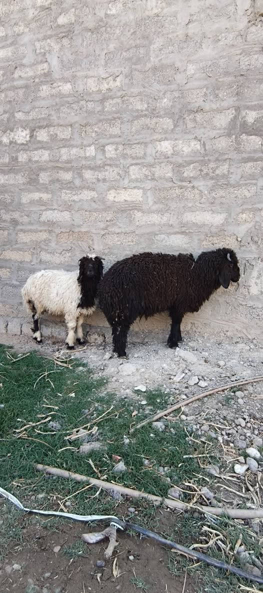 للبيع طليان 2 ناصحات ومواجلات ومعالجات كامل
مكاني بيجي حي التاميم 
لاتصال ***********. ***********
