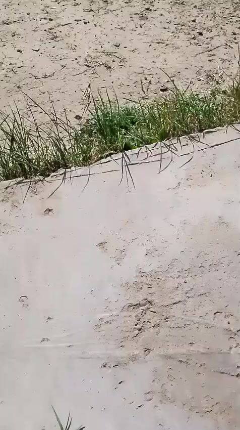 بيكم ٨٨ كروسيده مكفوله من الداميه لل دعميه وضع شركه الاتصال ع رقم *********** و ع *********** رقم بغداد مشروع وطني
