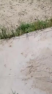 كروسيده • مكفوله • ١٩٨٨