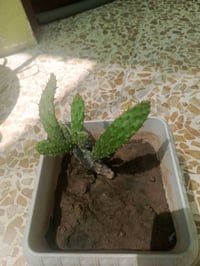 نباتات • القحوف البيض • حسب النوع