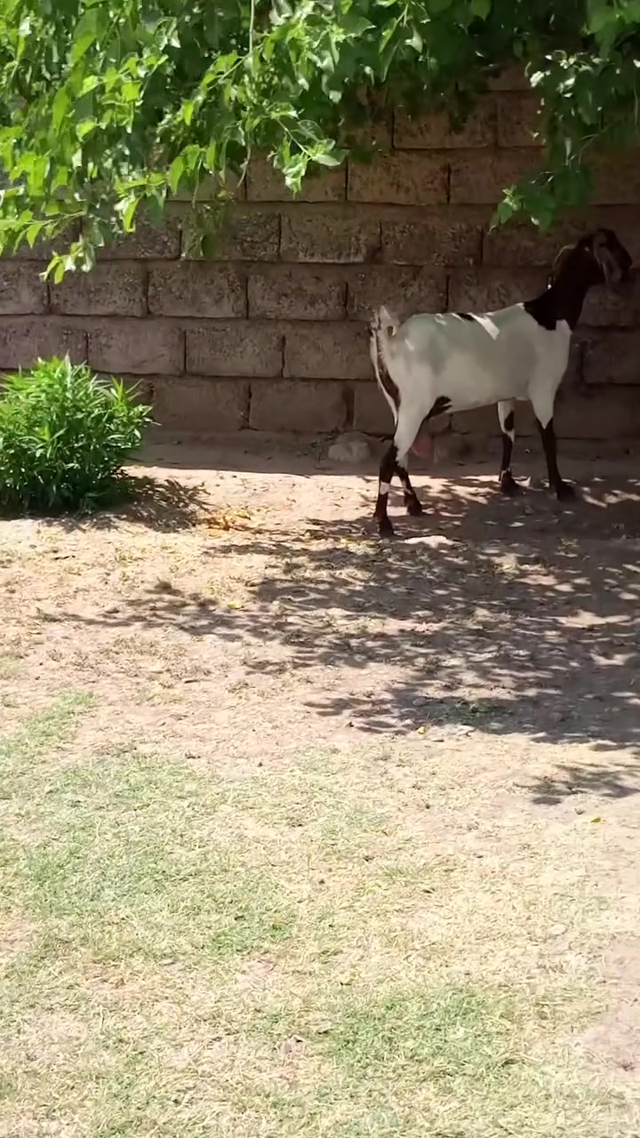 جوز دجات خشنات وسمان+جوز معز افغانيات لجاب حلابات ومحنيات 
مكاني شرقاط قريه شكراً 
***********
