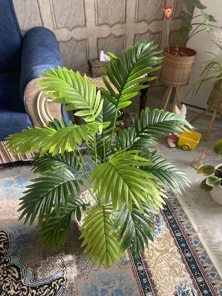 اشجار السايكس الحجم الكبير يتوفر خدمه توصيل 🚚


**إذا كنت صاحب هذا الإعلان وتريد حذفه لأي سبب، رجاءا أرسل رسالة إلى الدعم الفني**