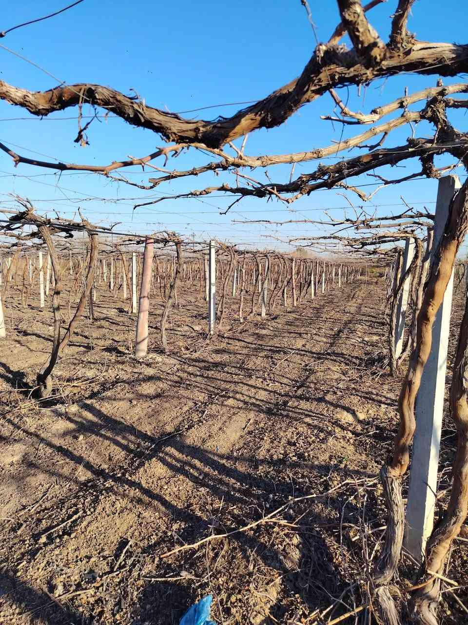 سلام عليكم... مكلف بنشر👉
اعلان# يوجد لدينا بستان عنب للبيع في قضاء الضلوعية #
نضام البستان تقطير
المساحه 6 دونم
ومحاط بسياج (ب ار سي) قفل ومفتاح
الماء متوفر بدون رشن
نوع العنب اسود بلد + ديس عنز +كمالي +حلواني
كل هاي الأصناف درجه اولئ
البستان كما في الصور
اتصال علا الرقم التالي اذا كنت جادآ وشكرآ (***********)
