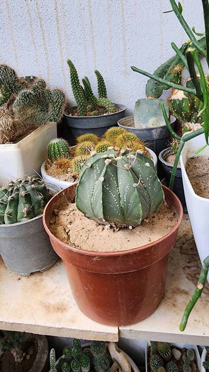 سلاوتان لێ بیت
ام گوله جوانانه بو فروشتن 🌺🏵🌻🌸🌼🌷🌹💐🪴🌹🌷🌸🌼💐🪴🌼🌻🍀🌾💐
شوین که لار لانه سیتی  
بوزانینی نرخ کومینت بکه ن 

گه یاندنمان هه یه 
ده شتوانن سه ردان بکه ن
🌹🌷🍀🌿💐🌹🪴🍃🍂🌼🌻🌺🏵🪷🪴🌼🌻🌸💐🌻💐


**إذا كنت صاحب هذا الإعلان وتريد حذفه لأي سبب، رجاءا أرسل رسالة إلى الدعم الفني**