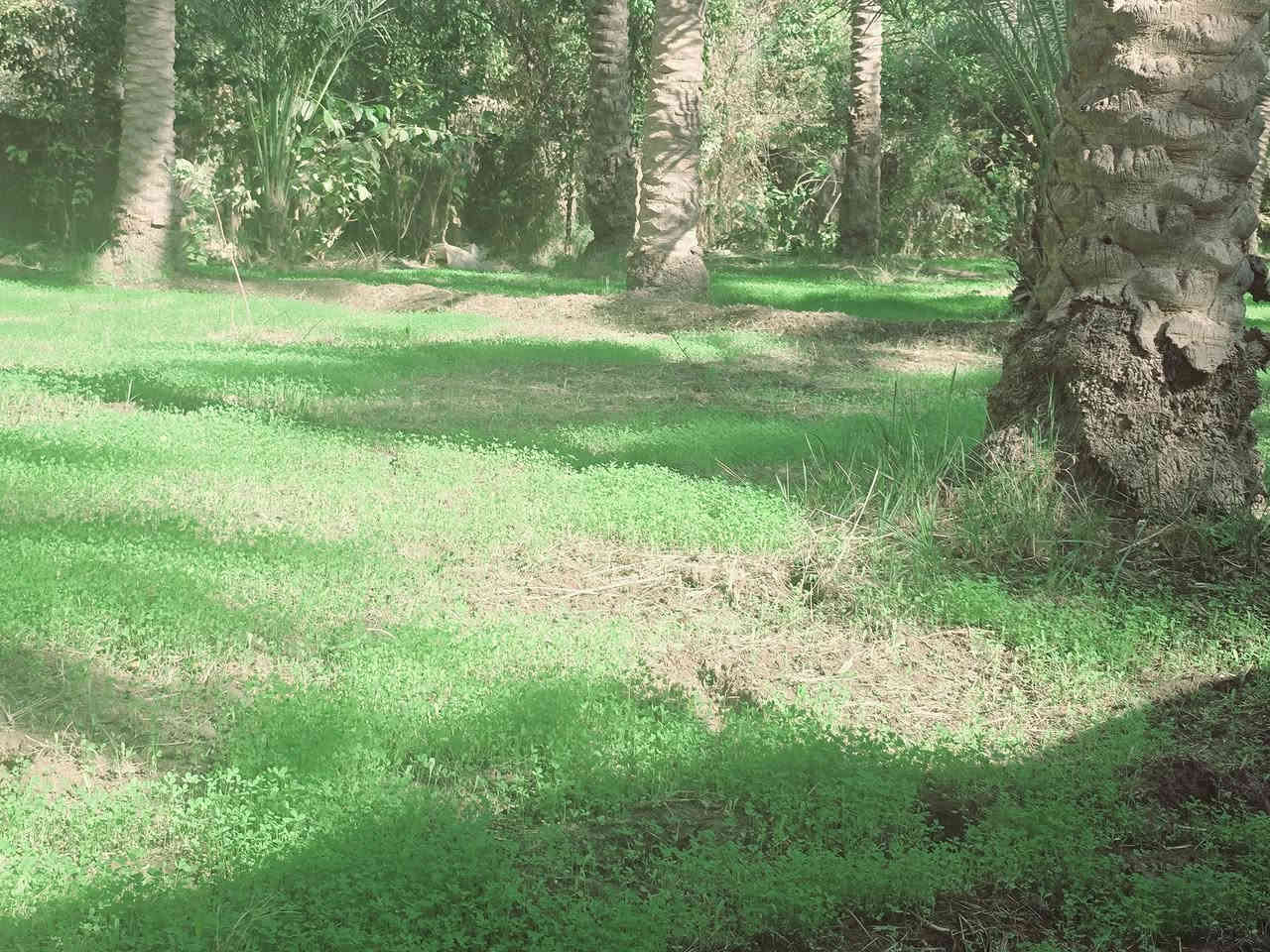 اللهم صل على محمد وأل محمد ليوم

 جبنالكم عرض مميز  وبسعر مناسب جدا واحلئ

 مايكون بهذا العرض هوه المنطقة والجيران الطيبة والهدوء 

 للبيع    دونم  المساحة بالأمتار 2500 متر محدد ومسيج بالكامل 

   تتوفر كافة الخدمات 

  كهرباء ضغط عالي مي اساله 

   مي سقي سيح البستان مخدومة

 بالكامل العنوان كربلاء شارع الحسينية سايد المواكب

 قرب جسر 🌉 الإبراهيمية الها مدخلين مدخل الأول من

 شارع الحسينية ومدخل الثاني من شارع الابراهيمية تبعد

 عن شارع الحسينية 1000  متر وعن جسر الإبراهيمية كيلو ونص 

 وعن مركز المدينة 15 كيلو منطقة سكنية عرض الشارع

 النازل عل بستان 6 متر واكو مكانات 7 و 8 م علمأ نوع السند

 طابو زراعي سند 25 تحويل سهم مباشر بأسم المشتري

 أصل السند  6   دونم فقط انزل اسمك سهم بالسند بمساحة

دونم  

#السعر   190    مليون  مع المجال

 للجاد بالشراء 

للإستفسار أكثر #اتصلوا بالأرقام التالية 

(  ‏‪***********‬‏  )(  ***********  ) 

ابو فاطمة عنوان المكتب شارع الحسينية قرب جسر 🌉 الإبراهيمية مقابل شارع عون مكتب النافعي للعقارات كربلاء   النافعي للعقار      #اشاره #الاصدقاء #متابعين #اكسبلور #الجميع #متابعين #اكسبلور #الجميع #متابعين #اكسبلور @إشارة
