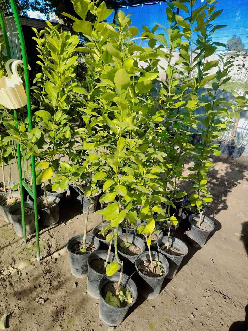 🍋🌳 أشجار ليمون عراقي ارتفاع مترين تقريباً
متوفرة حالياً في مشتل ضفاف دجله 🌿
شجرة بهالحجم جاهزة للزراعة 👏
قوية، متحملة أجواء العراق، ومثمرة بإذن الله 🍋✨
💰 السعر: ٧٠٠٠ دينار فقط
بهالسعر وبهالحجم تعتبر فرصة حقيقية 🔥
📍 العنوان: الكوت – الفلاحية، قرب جسر الأنوار، مجاور إسالة ماء الفلاحية
📞 ***********
العدد محدود… واللي يجي أول ياخذ الأحسن 🌿
