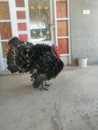 ديج • ٦ كيلو • بصرة