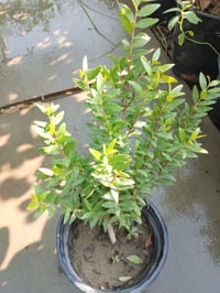 يااس عطري  الياس العراقي   نبات يصلح  لهندسة الحدائق  سعر / 2 ونص   مش...