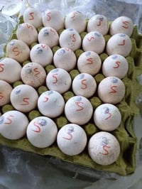 وبركاته مكلف بنشر  يتوفر لدينا بيض فسيفس عربي وهولندي بجودة ممتازة وبأ...