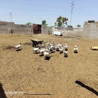 للبيع • بيع • أغراض للبيع • بضاعة للبيع • إعلان بيع