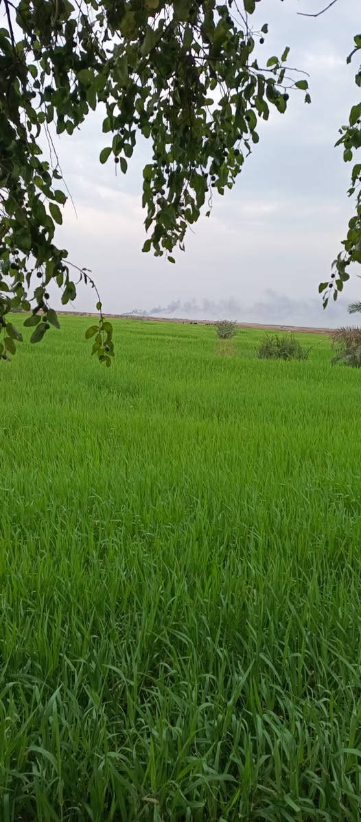 للبيع أرض زراعية طابو (16 دونم)
ميسان - گصيبة الثانية /قرب المستوصف الصحي 

للاستفسار الإتصال: ***********
