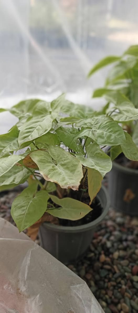 الـسـلام عـلـيـكـم 🩵🙋🏻‍♂️
نُعلن عن وصول وجبة جديدة من النباتات إلى
🌿 مشتل دوميز 🌿
ترقّبوا أقوى العروض والأنواع المميزة قريبًا ✨
لأصحاب الذوق الراقي ومحبي الطبيعة 💚🌱
شكراً لاختياركم #مشتل_دوميز
جـمـال حـديـقـتـك🖤 يـبـداء مـن مـشـتـل دومـيـز🌳
♦#....بيش يبيعون اني ارخص.منهم💪
♦ العرض مستمر لحين.انتهاء الكميه💥💥💥💥
          💞#مشتل_دوميز💞
♦موصل الايسر •حي الساهرون
♦🔥🖤━شارع_✘✘_المولدات━🩵🔥
       موصل الايسر #حي_الساهرون شارع المولدات
♦✧════•❁❀❁•════✧
للحجز والاستفسار واتساب فايبر
♦***********
✧════•❁❀❁•════✧
متوفر توصيل داخل #الموصل_الحبيبه🩵🫂
♦***********واتساب فقط

#مشتل_دوميز #نباتات_منزلية #نباتات_داخلية #تجهيزات_زرع #نباتات_الموصل #ديكور_نباتي #عشاق_النباتات #نباتات_ظل #نباتات_زينة #موصلنا_خضرا #نباتات_للبيت #تنسيق_نباتات #هدايا_خضراء #نباتات_وعناية #AL_MOSUL @إشارة
