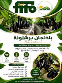 باذنجان برشلونة • بذور إسبانية • بغداد اليوسفية
