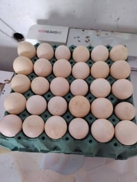 بيض فسيفس برونزي • ضلوعيه • البلد