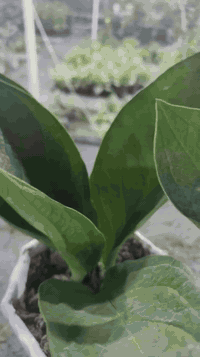 مطاط صيني نادر • نبات+سندانة • حلة حي الصحة