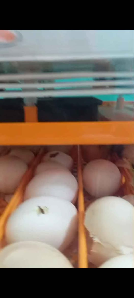 متاح فقاسه بيض فول اوتماتيك اتشيل 56بيضه استعمال قليل بعده جديده 80الف عنواني كربلاء *********** Singapore
