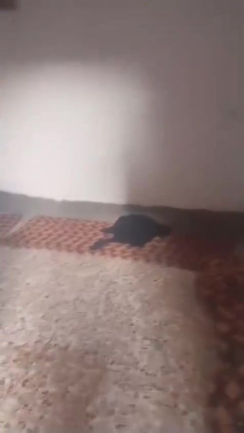 السلام عليكم...دار للبيع...بيع مستعجل لظروف خاصه... طابو زراعي سند 25...العنوان الحمزة الغربي طريق المعارة بفرع حسينيه العويسات قريب على. سيد جواد االعناوي ..يبعد عن الشارع العام 250م موقع مميز...مساحه البيت 180م يتكون البيت من استقبال وغرفه ومطبخ وصاله.
السعر 28 وبي مجال.ماكو هيج سعر .ارخص بيت بالمعارة. بسعر قطعه ... يفيد أصحاب الدخل المحدود والمستثمرين...للشراء تفضل خاص او اتصل بالرقم *********** واتساب
