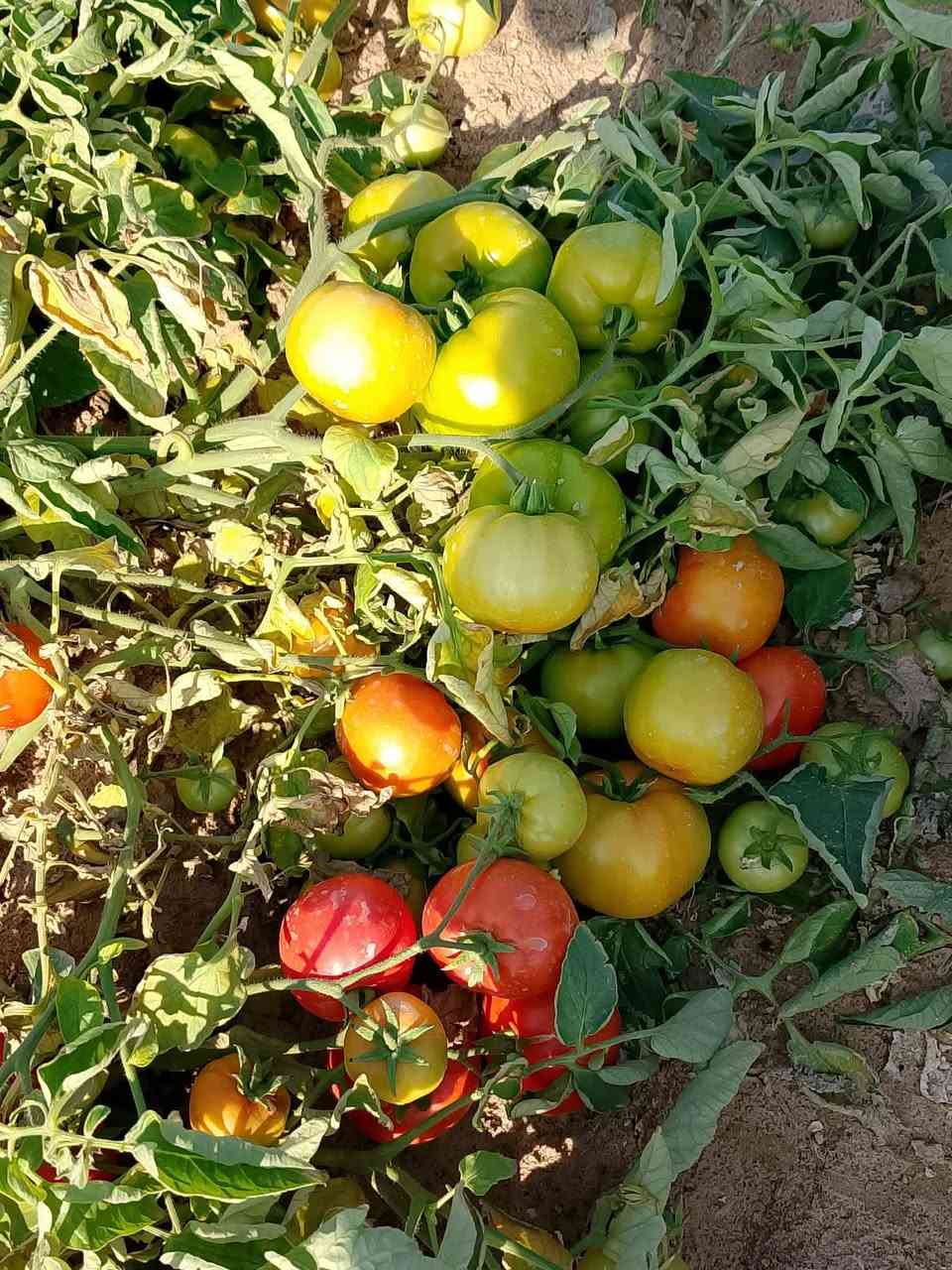 صنف طماطه غديرصنف مبكر يمتاز بلخشونه والتبكير مكتب حسين صفر


**إذا كنت صاحب هذا الإعلان وتريد حذفه لأي سبب، رجاءا أرسل رسالة إلى الدعم الفني**