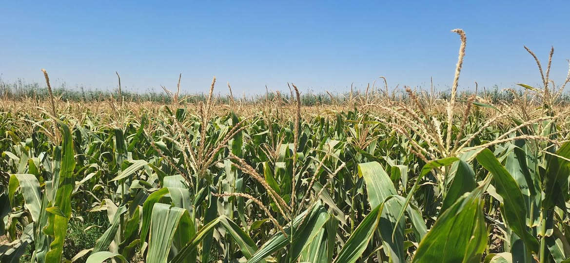 سلام عليكم اذره الضمان مساحه نص دونم مكاني بابل جبله مقابيل فوج جسر السلام نتصال ع رقم ***********
