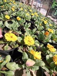 مشتل حديثة • نباتات خارجية • قرب دائرة البريد