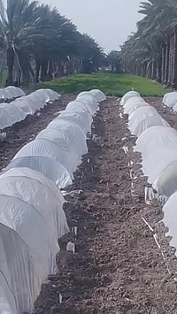 دونم وربع طابوزراعي سند25للبيع الإتصال 07807324228