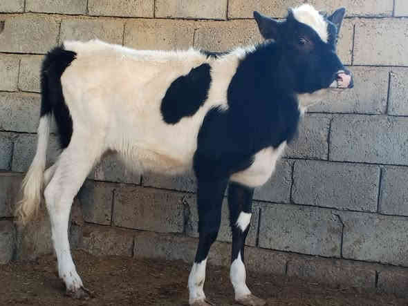 السلام عليكم بچر فريزي زراعيه درجى اولى عمرها 7تشهر رقم واحد المكان صلاح الدين  الشرقاط الخضرانيه ***********
