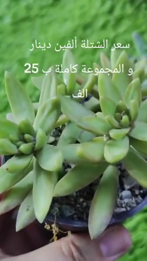 عصاريات (ظلي)


**إذا كنت صاحب هذا الإعلان وتريد حذفه لأي سبب، رجاءا أرسل رسالة إلى الدعم الفني**