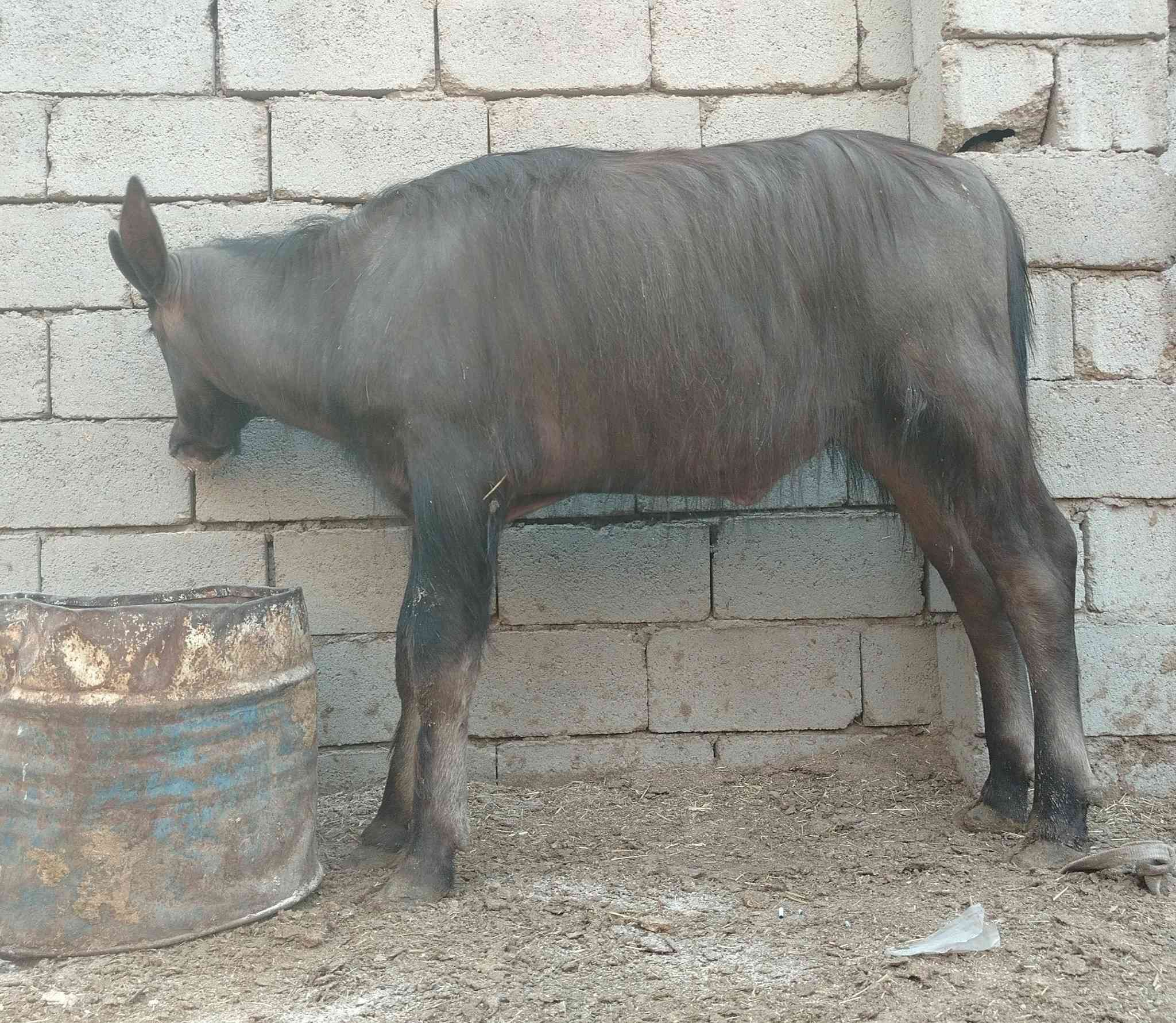 سلام عليكم البيع حشوة سمينة ترهم كصابة وترهم نذر مكان الناصرية ***********

