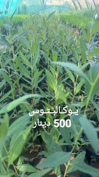 شتلات اليوكالبتوس • نمو جيد • الموصل