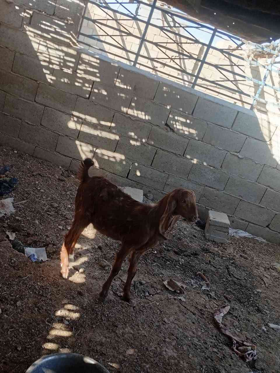 متاح صخله فغاني خشنه وشكه طويله شرط نصاح حلوه وين جنايه عل حلال نضيف درجه اوله سعر ٢٠٠مكان بروانه سنجك يوجد توصيل حسب لاتفاق ***********
